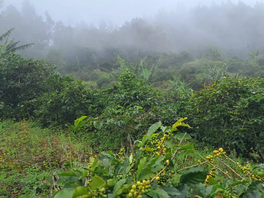 Why Jamaican Blue Mountain Coffee Is Called the “Champagne of Coffee”